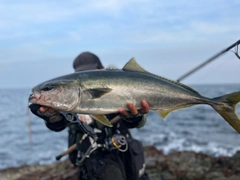 ブリの釣果