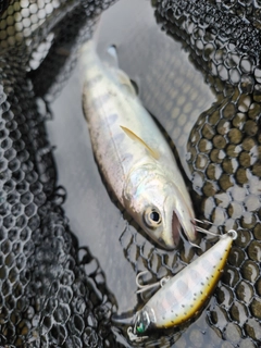 アマゴの釣果