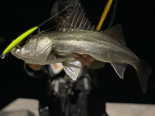 シーバスの釣果