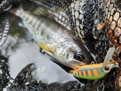 アマゴの釣果