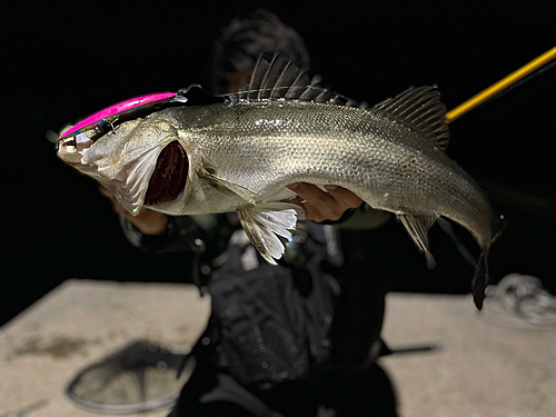 シーバスの釣果