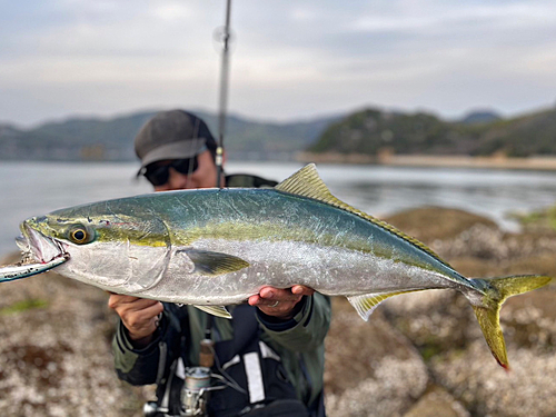 ブリの釣果