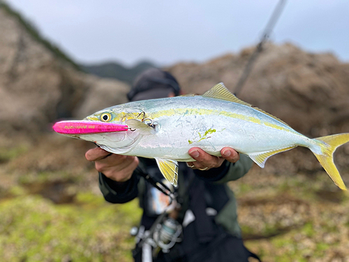 ブリの釣果