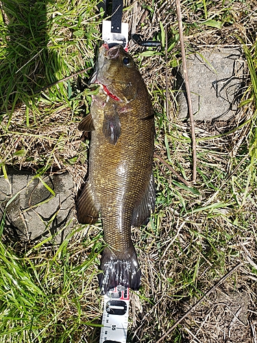 スモールマウスバスの釣果