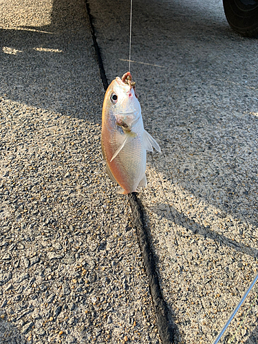 セイゴ（マルスズキ）の釣果