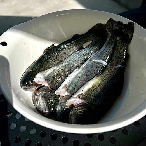 ニジマスの釣果