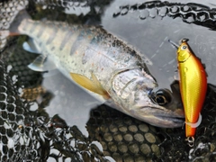 アマゴの釣果