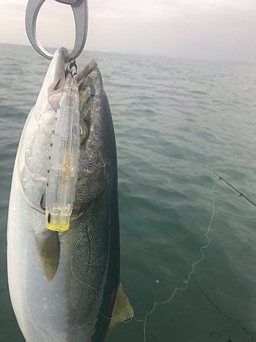 イナダの釣果