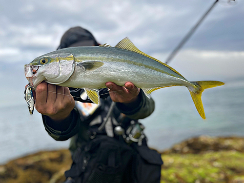 ブリの釣果