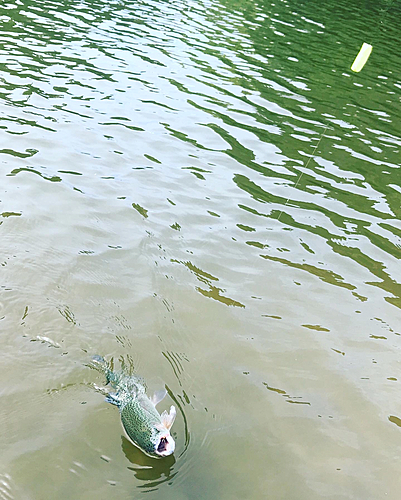 ニジマスの釣果