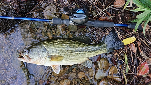 ラージマウスバスの釣果