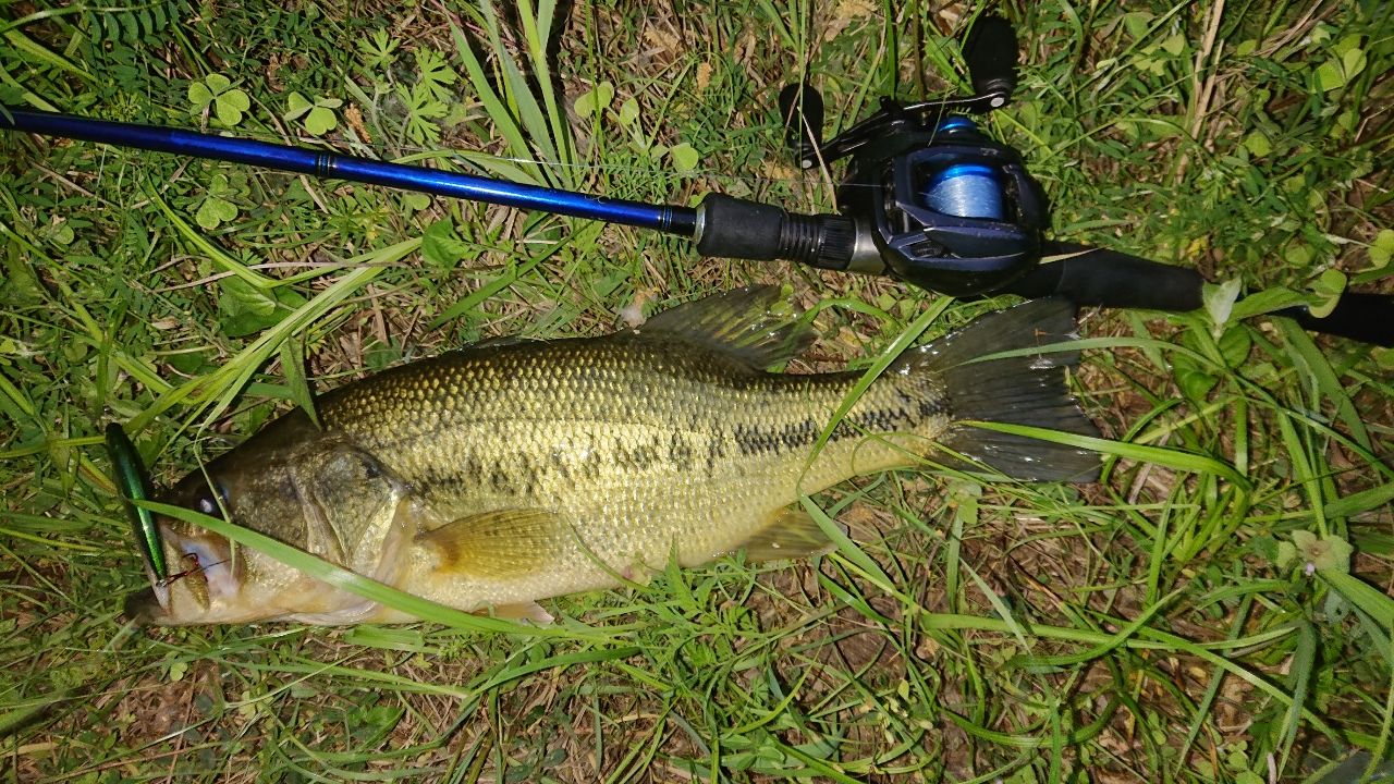 ラージマウスバス