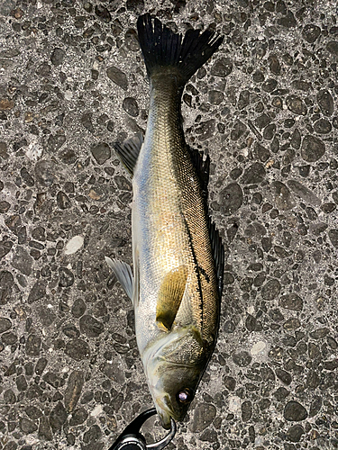 スズキの釣果