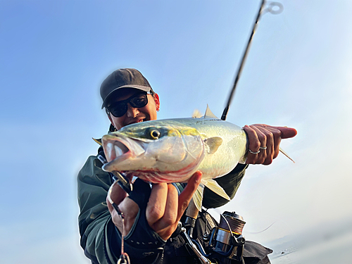 ヤズの釣果