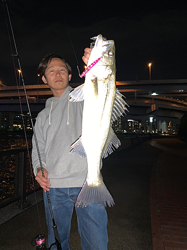 シーバスの釣果