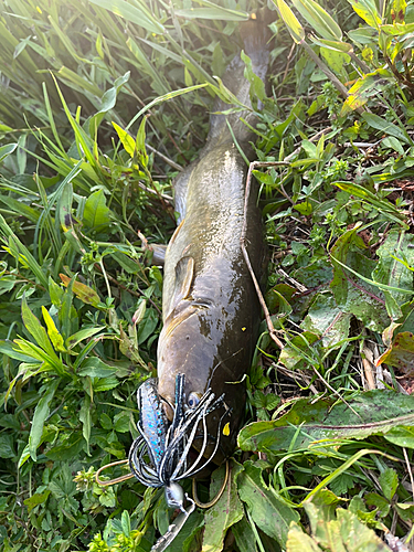 ナマズの釣果