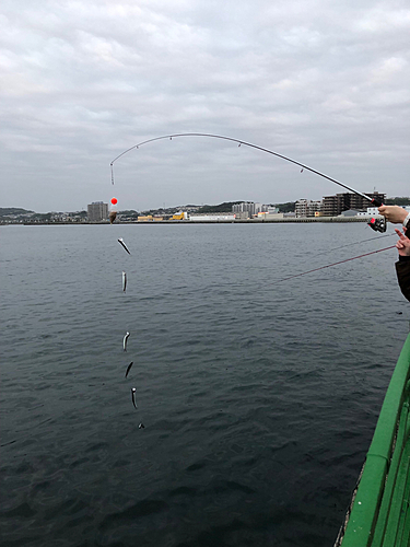 カタクチイワシの釣果