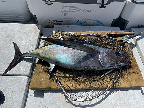 ビンチョウマグロの釣果