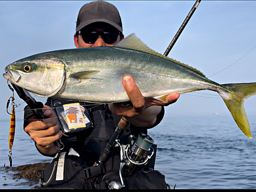 ヤズの釣果