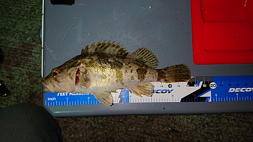 タケノコメバルの釣果