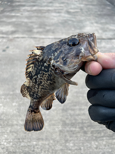 タケノコメバルの釣果