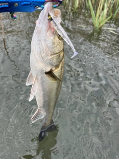 セイゴ（マルスズキ）の釣果