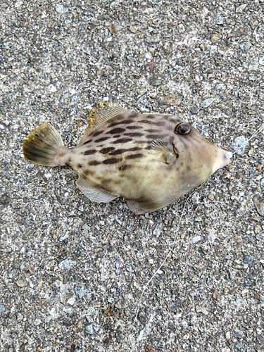 カワハギの釣果