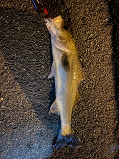 フッコ（マルスズキ）の釣果