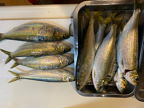 カタボシイワシの釣果