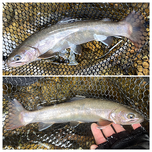 イワナの釣果