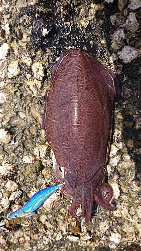 モンゴウイカの釣果