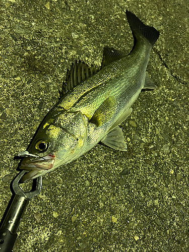 セイゴ（マルスズキ）の釣果