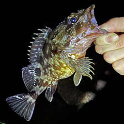 霊魔狐yskの釣果