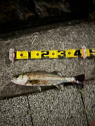 釣果