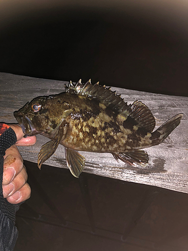 カサゴの釣果