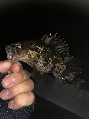 タケノコメバルの釣果