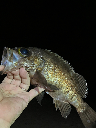 アカメバルの釣果