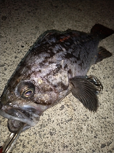 クロソイの釣果