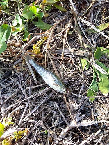 クチボソの釣果