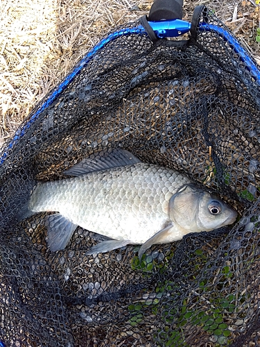 フナの釣果