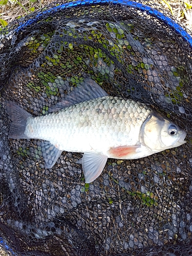 フナの釣果