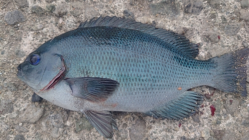 クチブトグレの釣果