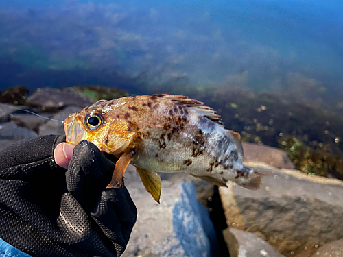 メバルの釣果