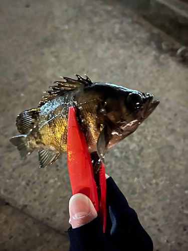 アカメバルの釣果