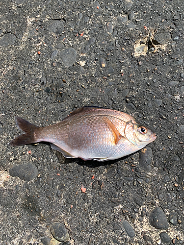 ウミタナゴの釣果