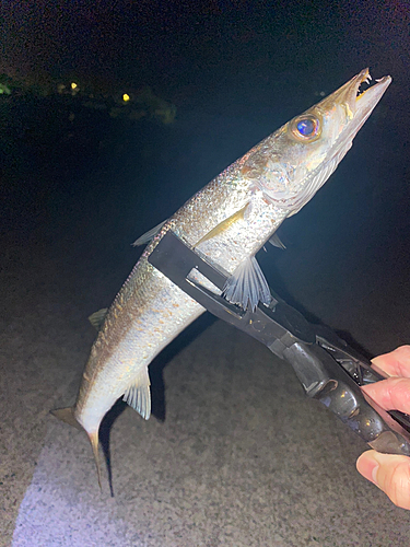 カマスの釣果