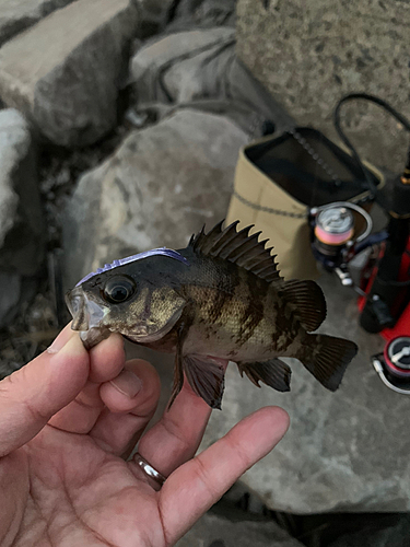 メバルの釣果