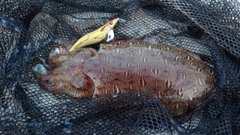 モンゴウイカの釣果