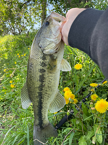 ブラックバスの釣果