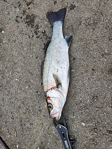 ヒラスズキの釣果